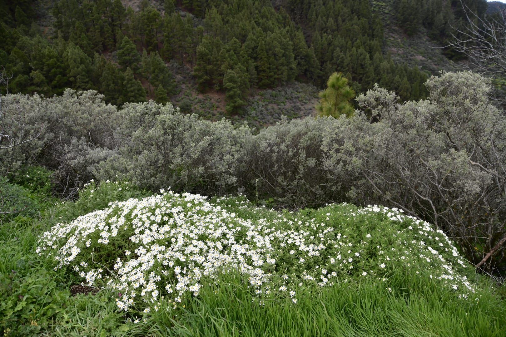 La cumbre de Gran Canaria presenta una fría postal verde
