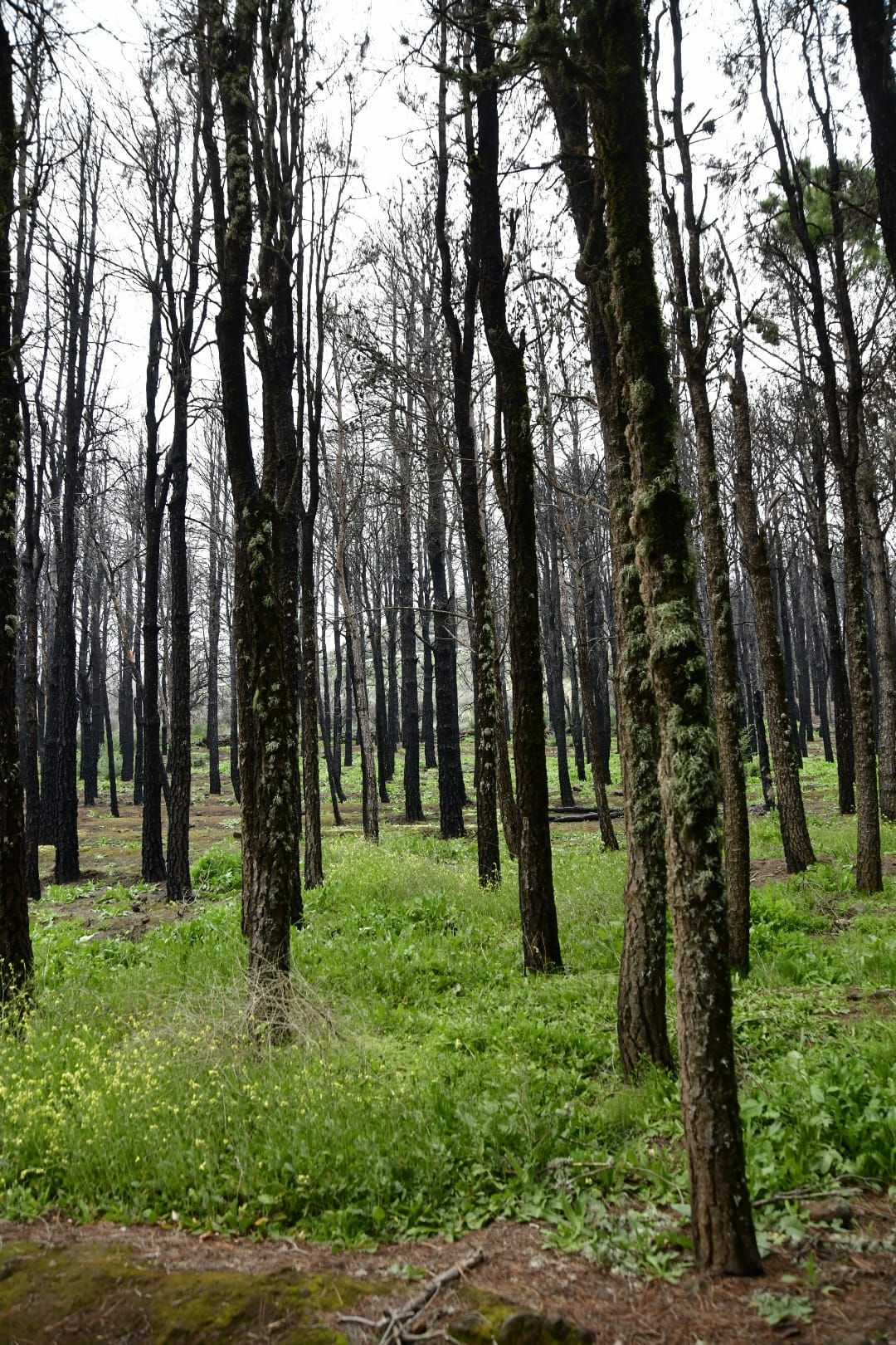 La cumbre de Gran Canaria presenta una fría postal verde