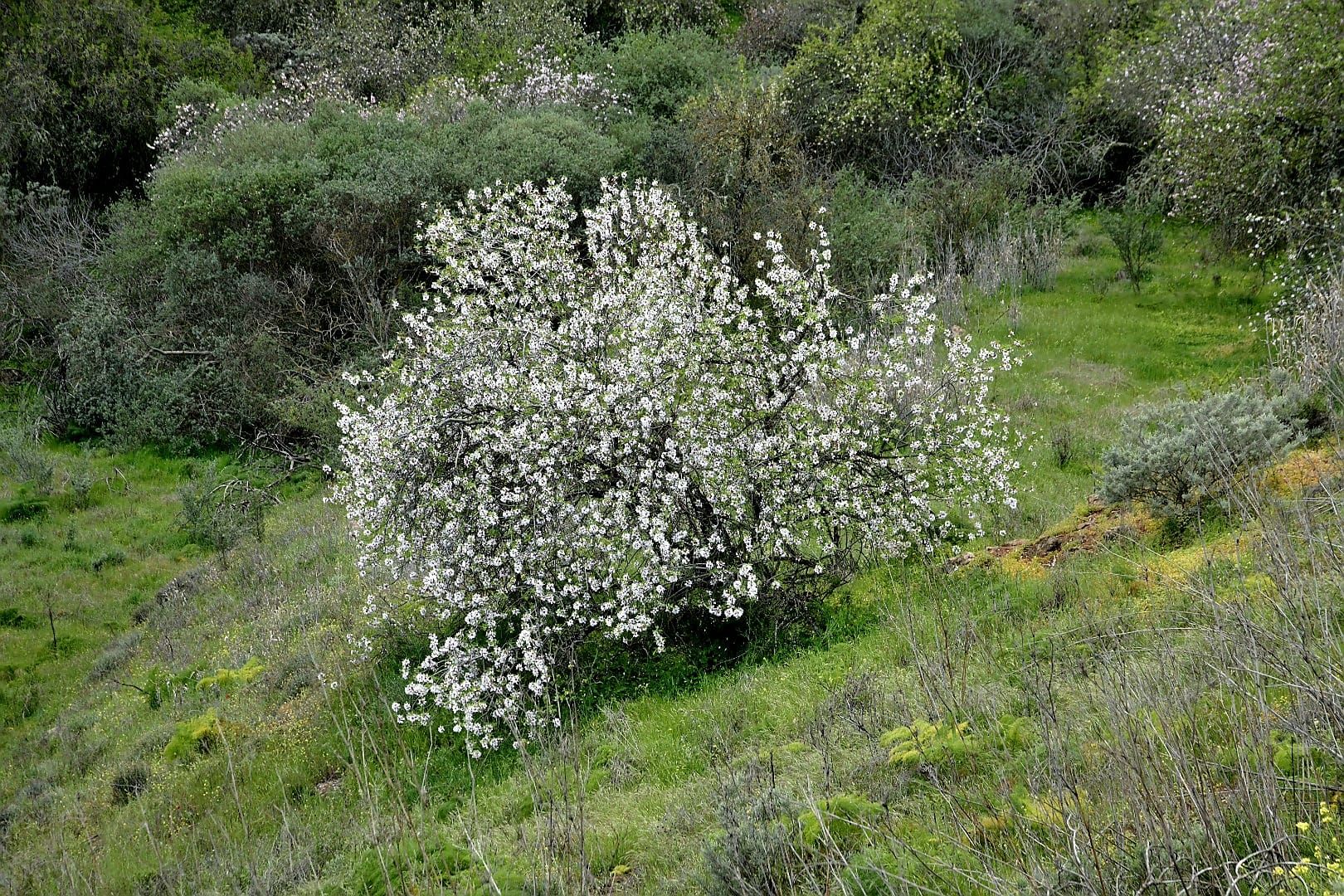 La cumbre de Gran Canaria presenta una fría postal verde