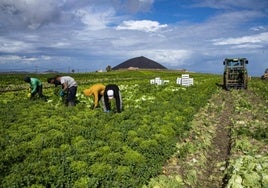 Cosecha de lechugas en la finca de David Ramos en La Montañeta, en Guía.