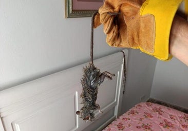 Se le metió una rata en casa: «Ahora vivo con las ventanas cerradas»