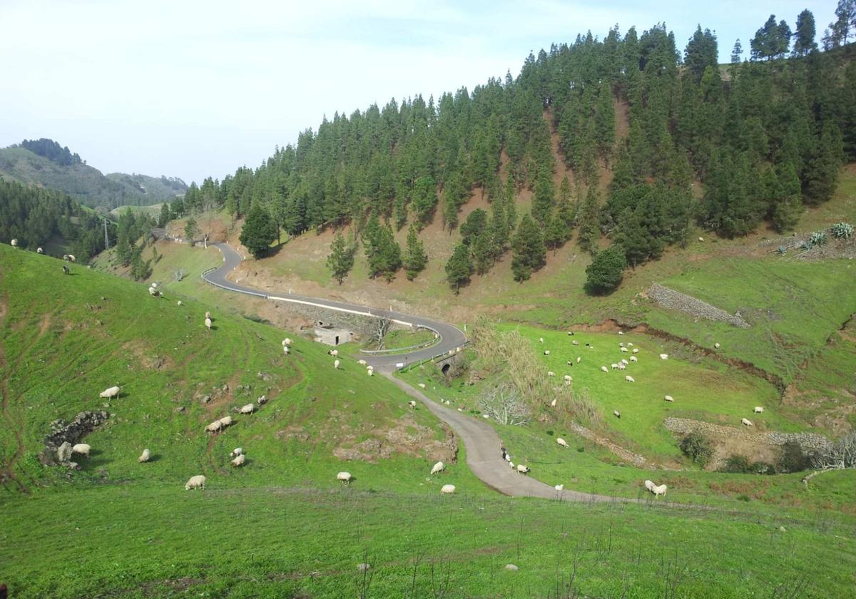 Zona de Monte Pavón, en los altos de Guía.