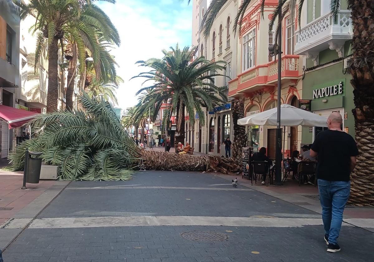 Imagen de la palmera desplomada sobre la zona peatonal de Luis Morote.