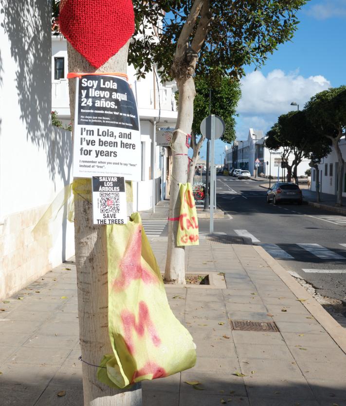 Imagen secundaria 2 - Arriba, Iris Daute, una de las ciudadanas que pide que se queden los arbolitos donde crecen desde hace veinte años. Abajo, los árboles con la decoración de Tejedoras Subversivas y el ficus Lola, con su historia en español e inglés.