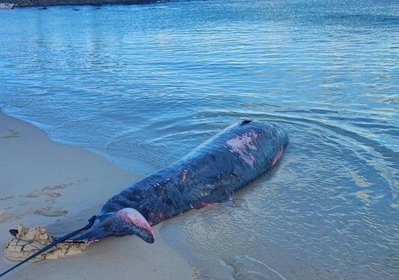 Zifio varado en Grandes Playas.