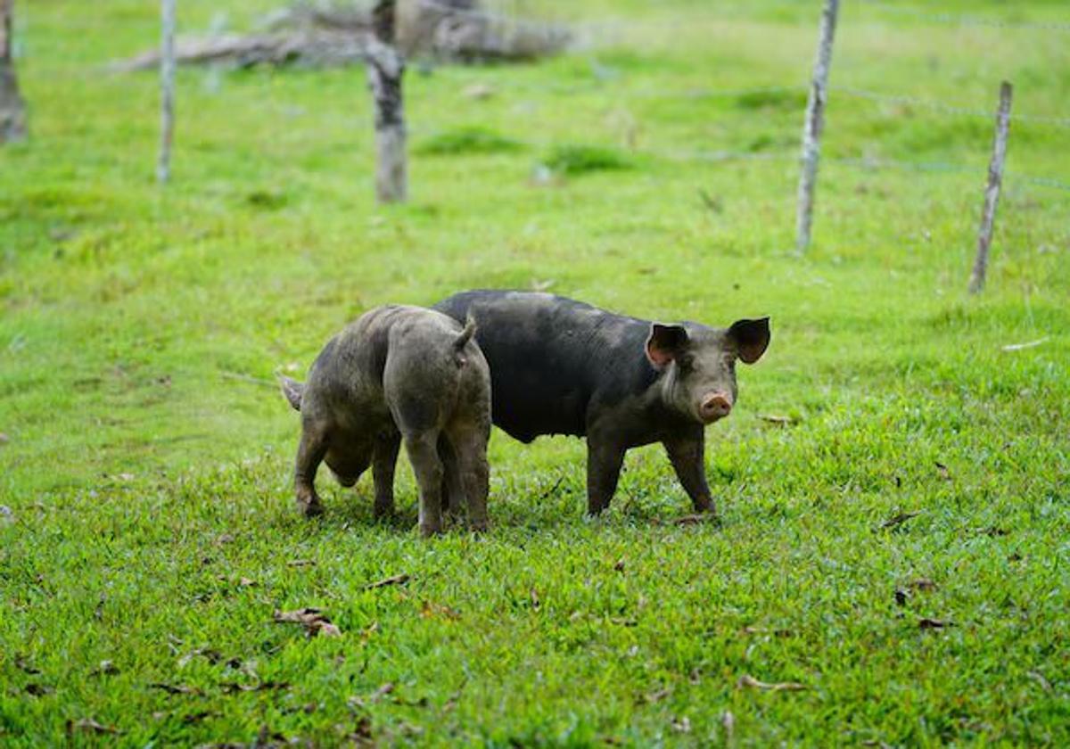 Cerdo o cochino negro canario