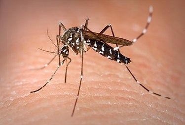 Mosquito Aedes albopictus.