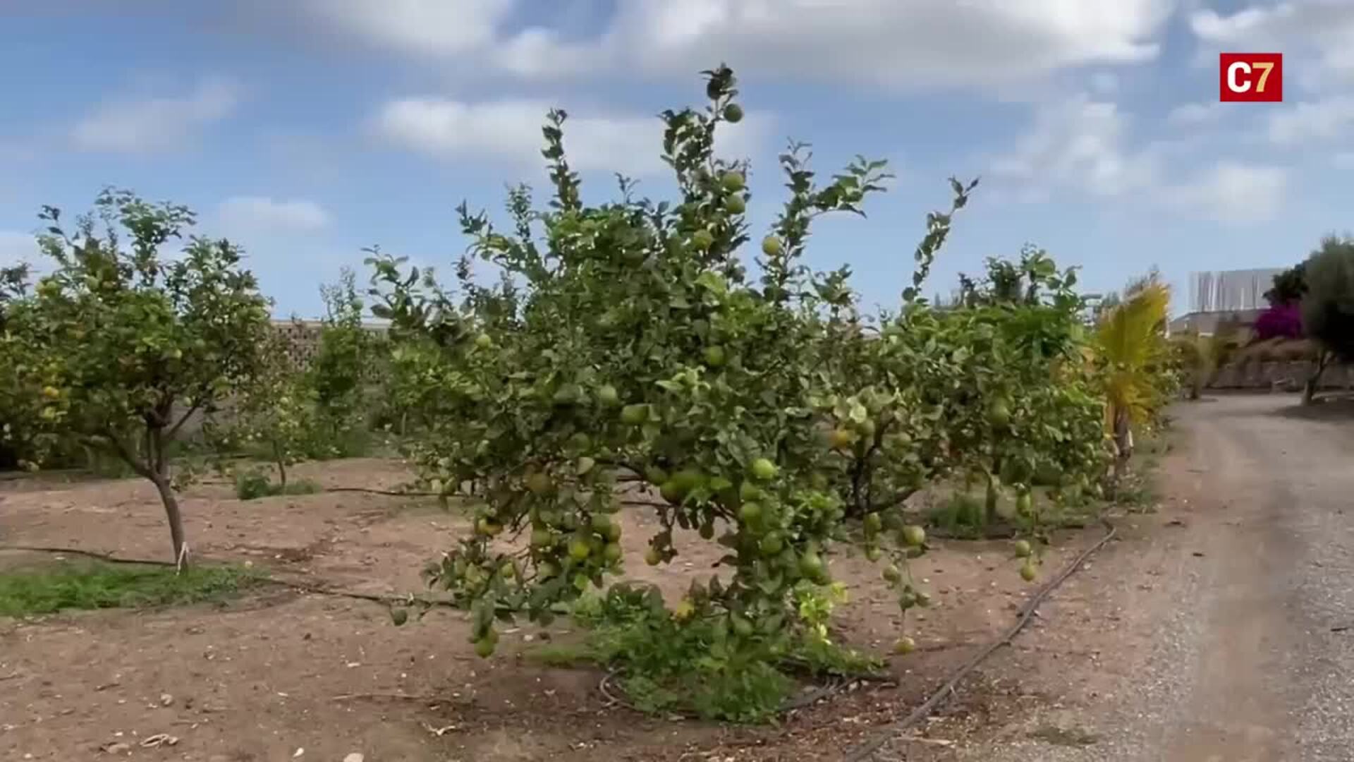 Finca La Suerte Grande, un vergel en el corazón de Telde
