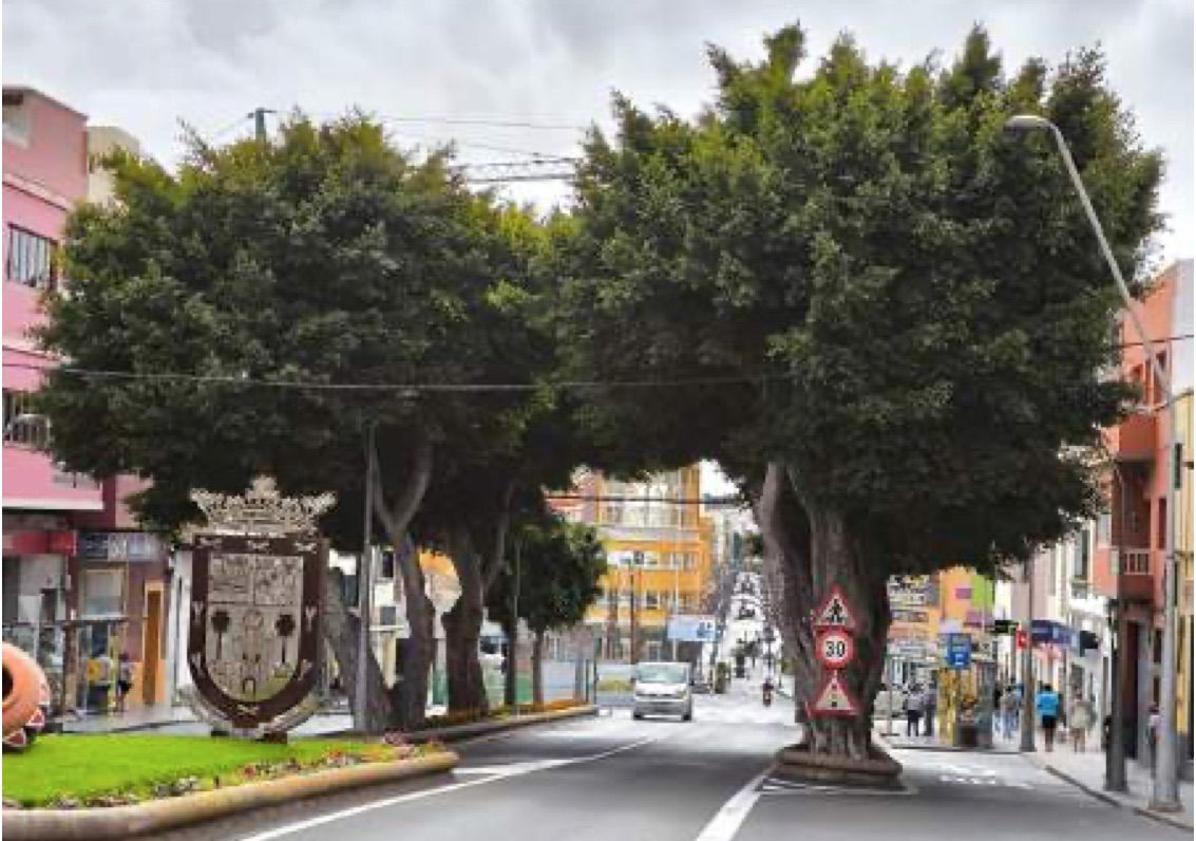 Imagen principal - Laureles de Indias de la Bajada de Las Guayarminas, palmeral de Campito y Pino de Gáldar. 