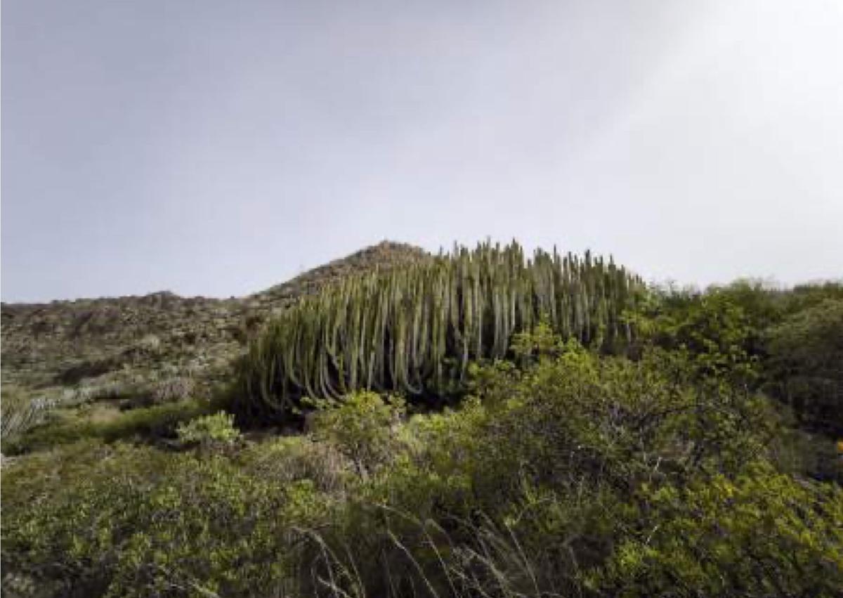 Imagen secundaria 1 - Araucarias de la plaza de Santiago, cardón de Las Rosas y drago de Las Machas.