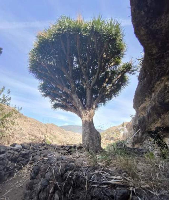 Imagen secundaria 2 - Araucarias de la plaza de Santiago, cardón de Las Rosas y drago de Las Machas.