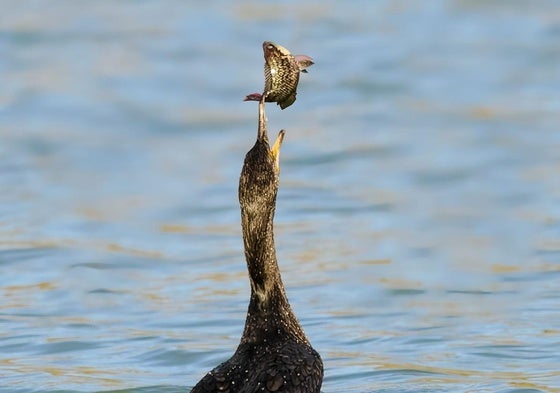 Un cormorán a punto de tragarse una tilapia en la Charca de Maspalomas.