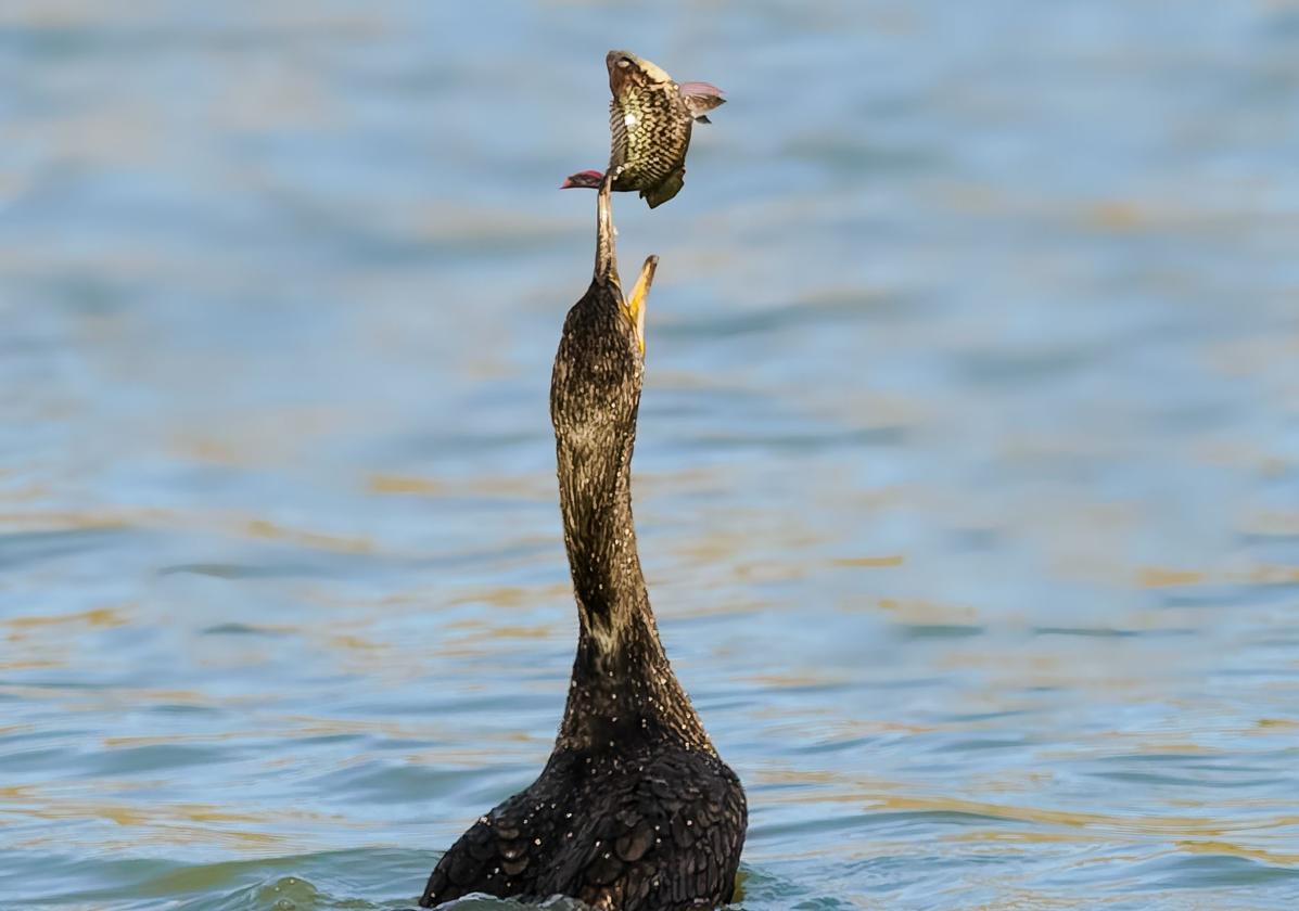 Un cormorán a punto de tragarse una tilapia en la Charca de Maspalomas.