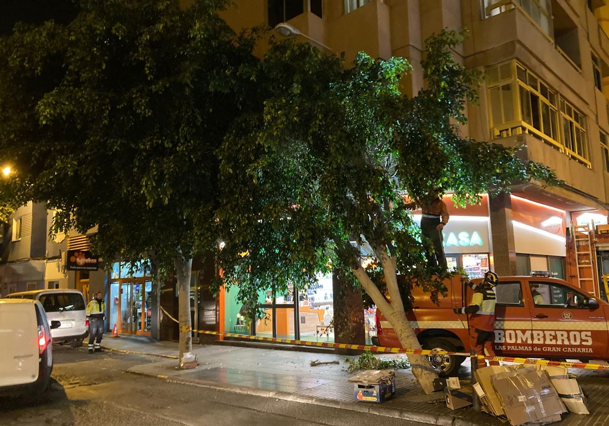 Cae un segundo árbol en tres días en Las Palmas de Gran Canaria