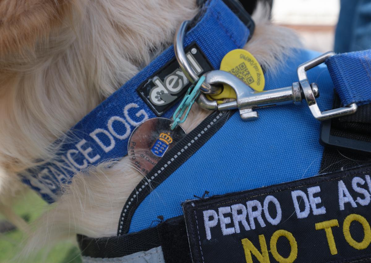 Imagen secundaria 1 - &#039;Yogui&#039; es un hermano para Benjamín y el primer perro de asistencia acreditado de Canarias