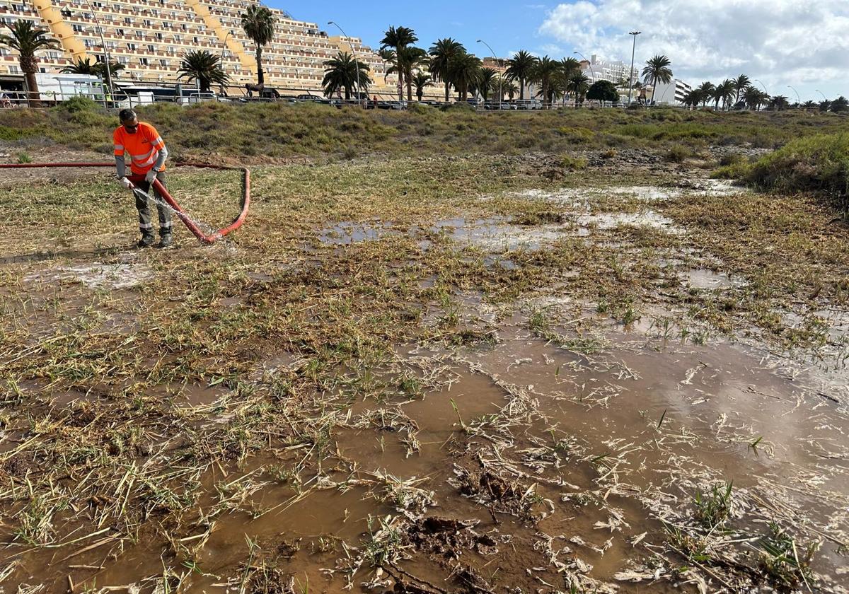 Las tareas del proyecto piloto comenzaron durante la mañana de este jueves en El Saladar de Jandía, en la playa de El Matorral, en el municipio de Pájara.