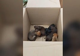 Imagen de los seis perros abandonados en una caja de cartón.
