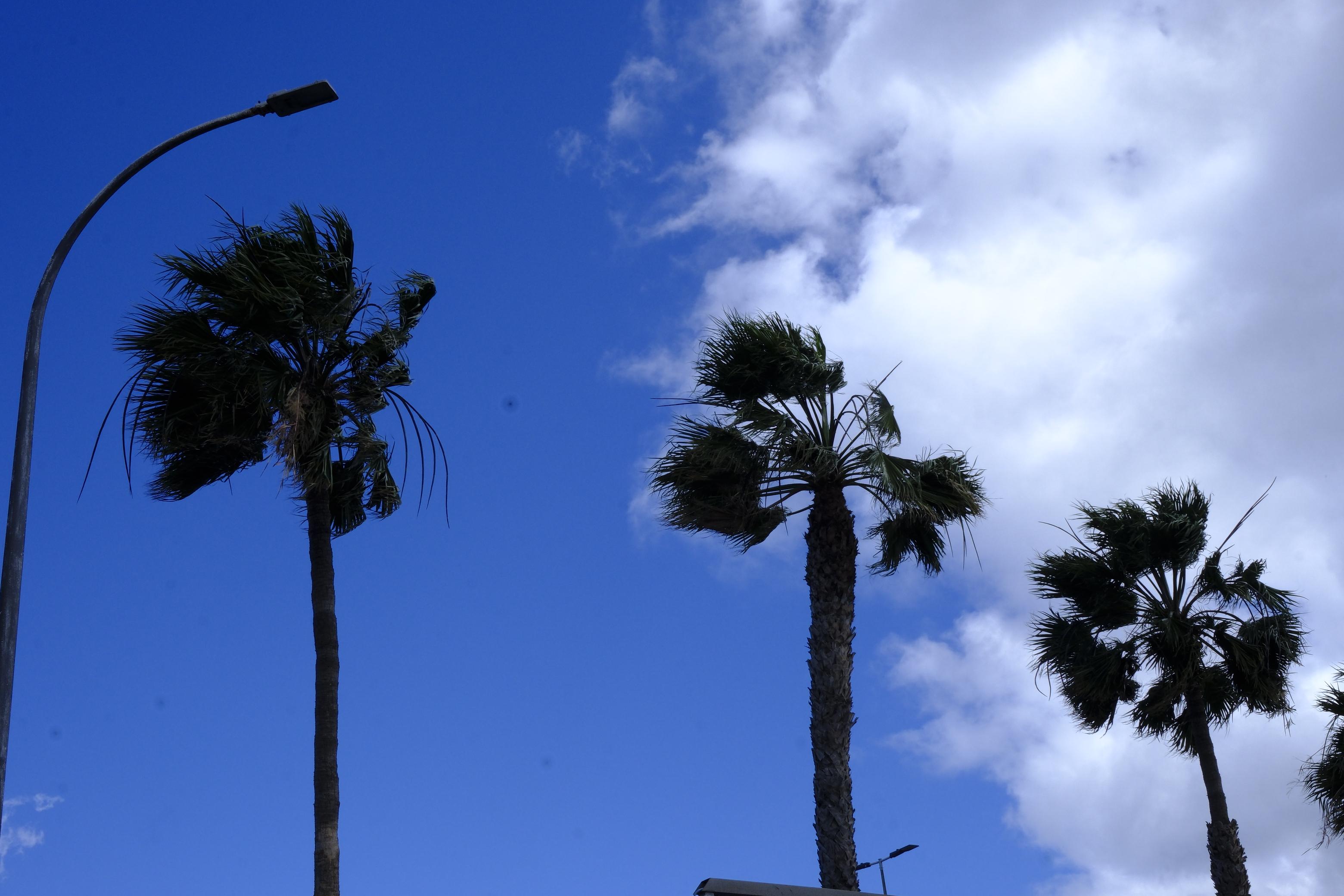 Las rachas de viento causan estragos en el norte de Gran Canaria