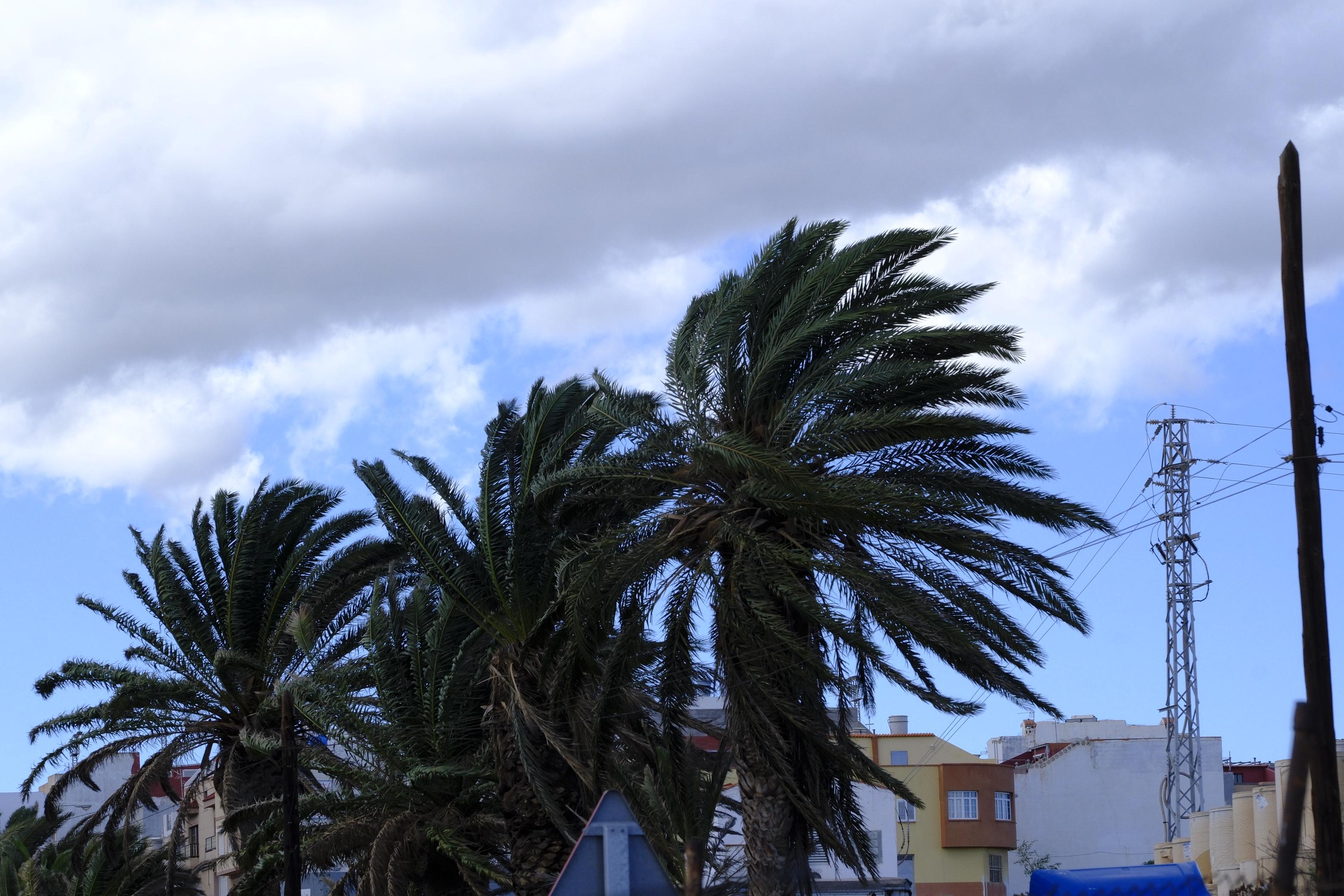 Las rachas de viento causan estragos en el norte de Gran Canaria