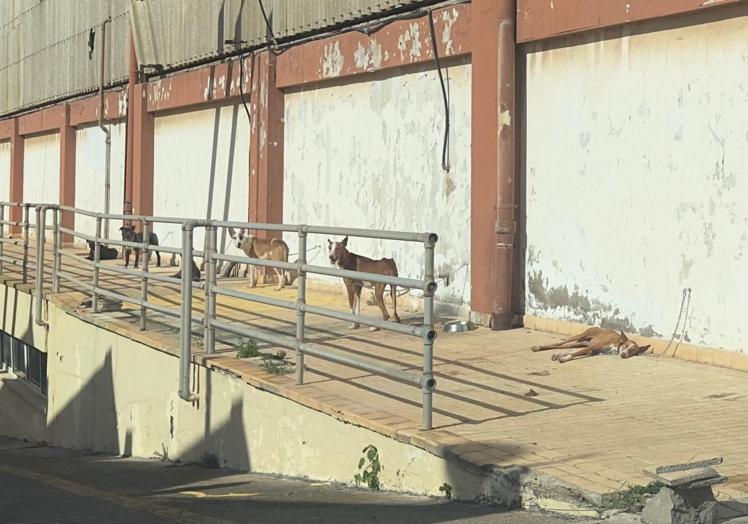 Imagen de varios perros en La Favorita.
