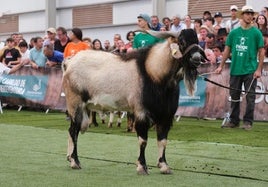Ejemplar de la ganadería de Esteban Rodríguez.