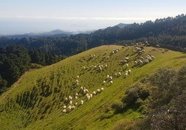 Zona de Monte Pavón, en los altos de Guía.
