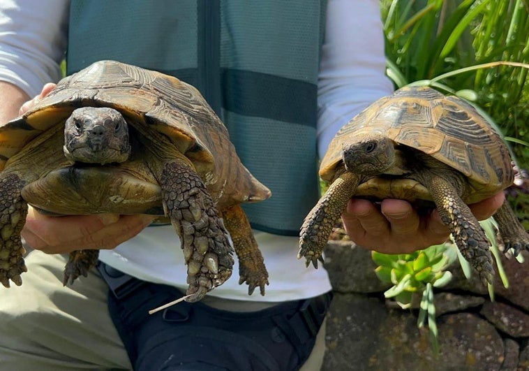 Dos de las tortugas rescatadas