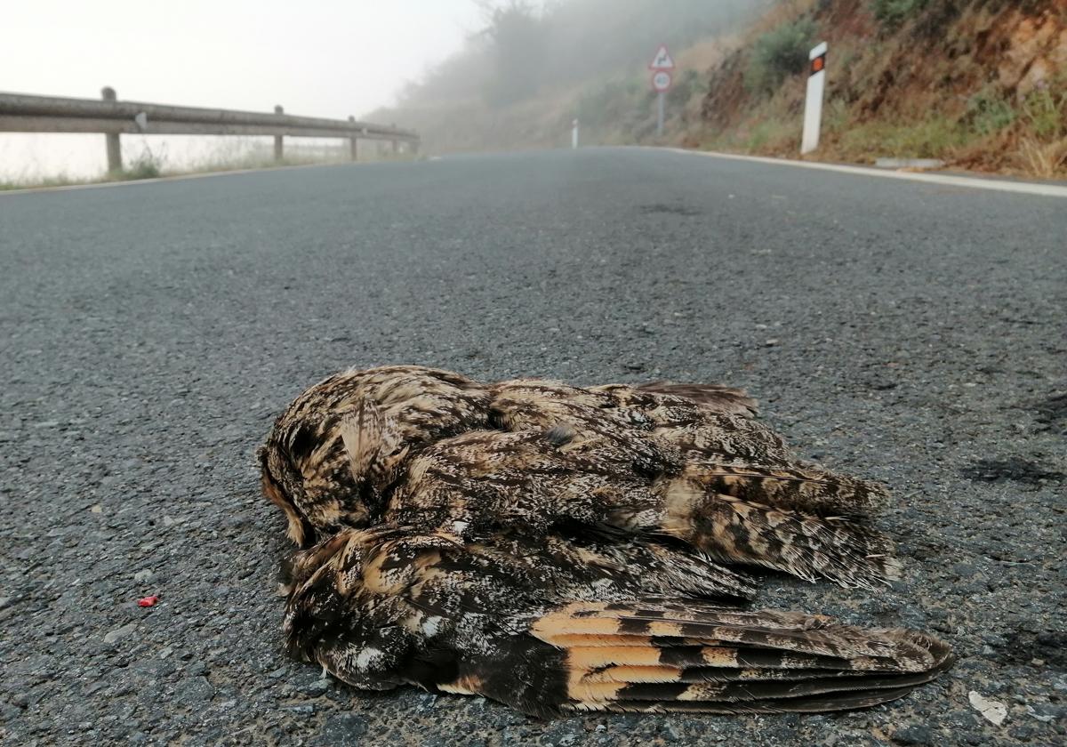 Denuncian el atropello a varias aves en algunos tramos del Rally Islas Canarias