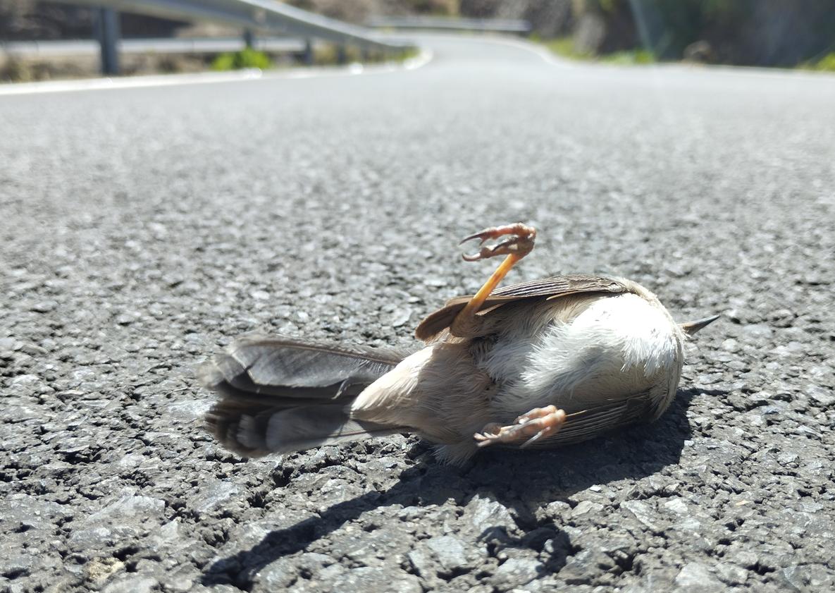 Imagen principal - Varios ejemplares de aves muertos en carreteras del interior de Gran Canaria.