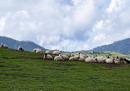 Salvar la ganadería extensiva es posible