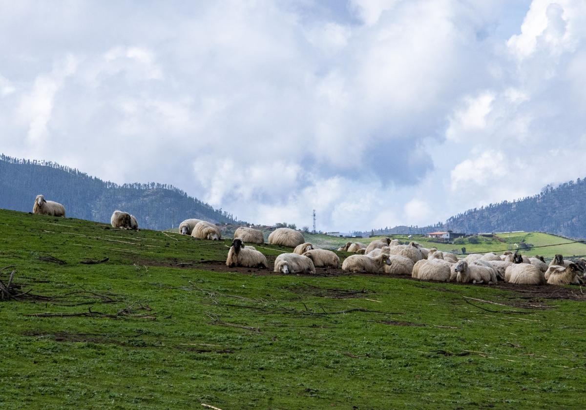 Ovejas pastando en la colina de Monte Pavón.