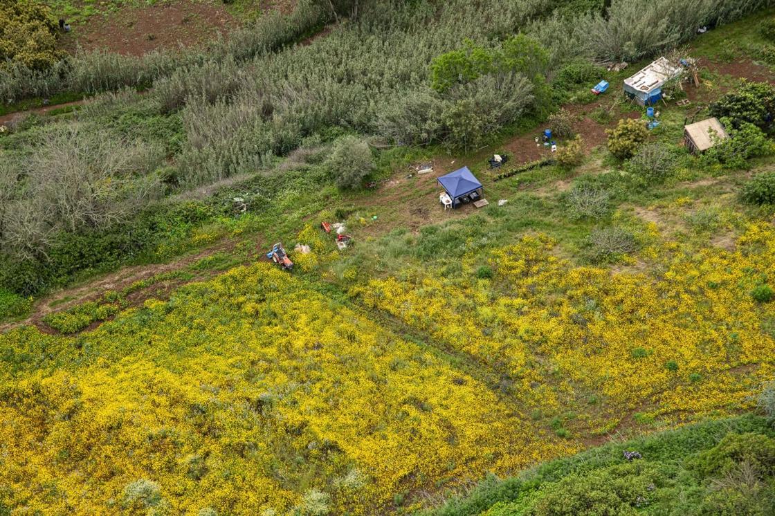 La primavera reverdece Gran Canaria