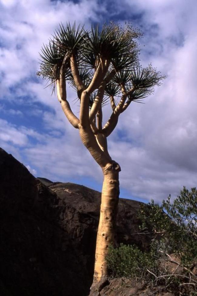 Un drago de Gran Canaria adulto que sobrevive en el barranco de Arguineguín.