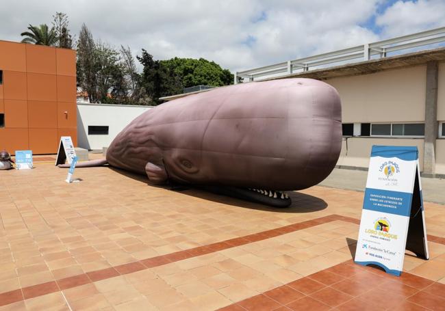 Cachalote en la exposición de réplicas hinchables a tamaño real de especies marinas, ayer en el Parque Científico y Tecnológico de la ULPGC.