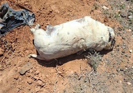 El cadáver de un perro en plena vía pública