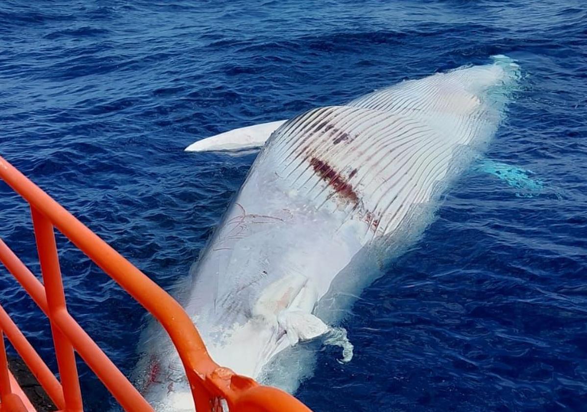Imagen del rorcual tomada desde la Salvamar Nunki.