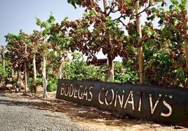 Las bodegas se localizan en el Coto del Medio, en Lajares, en el municipio de La Oliva.