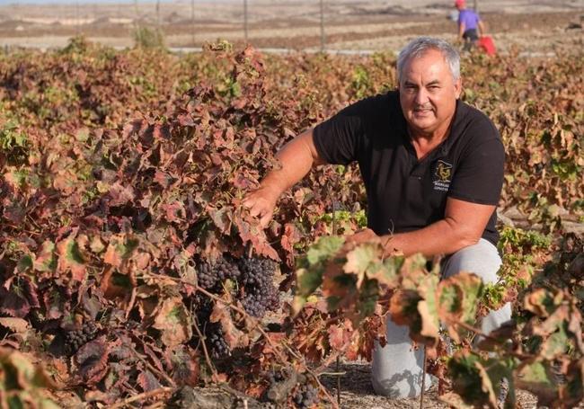 Pedro Antonio Martín Hernández, en la vendimia de 2024, cuando cosechó más de 15.000 kilos de uva.