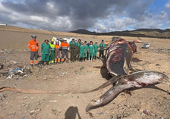 Detalle del equipo que participó en la necropsia del rorcual.