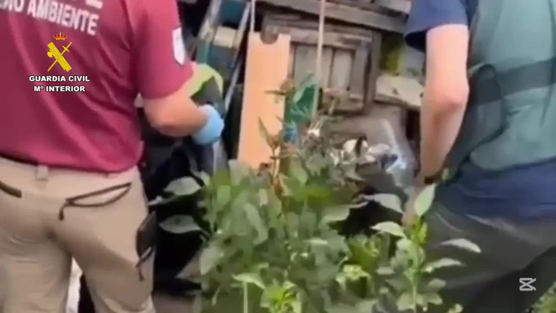 Intervienen 14.000 plantas en un vivero de aguacates ilegales