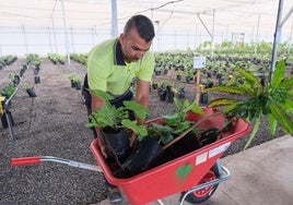 Empieza la venta de árboles en el Cabildo: máximo de 30 olivos y 20 para otros frutales