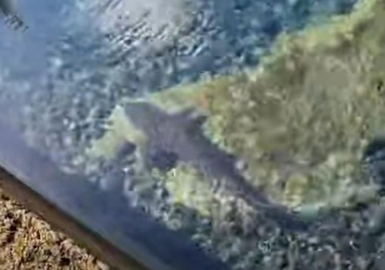 Imagen del tiburón en las piscinas de El Altillo, Moya.