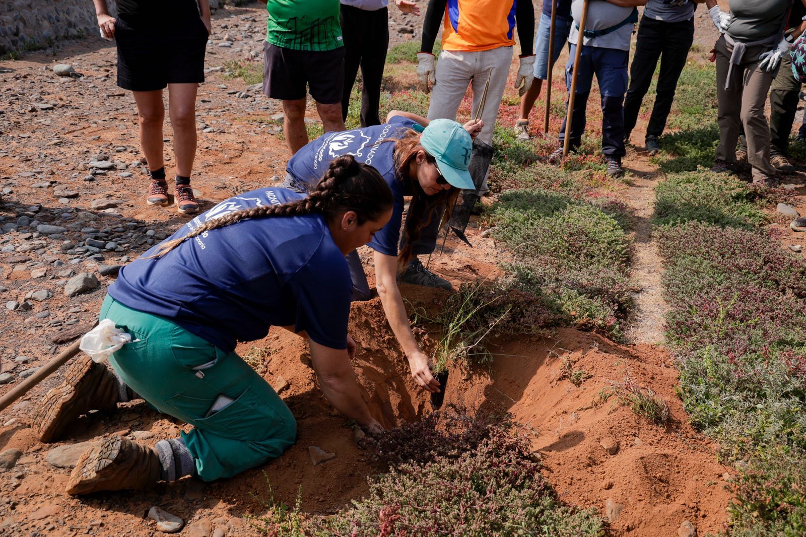 Jornada verde: imágenes de la reforestación con voluntarios en Gran Canaria