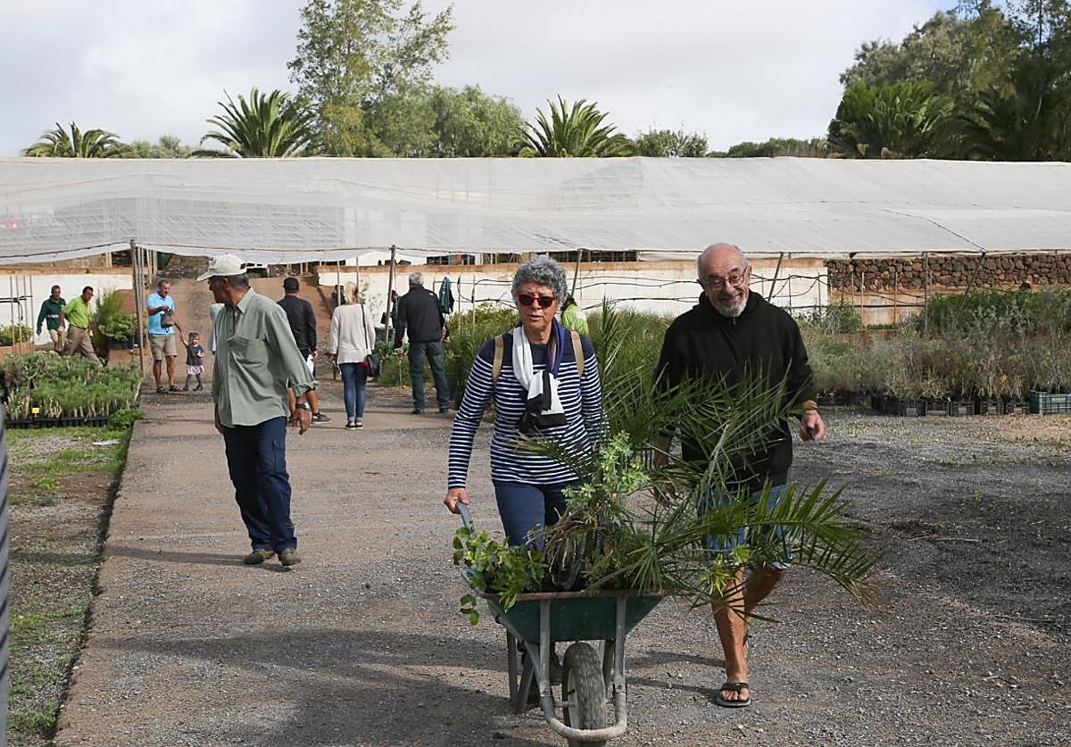 Reparto de frutales de la campaña pasada en el vivero de la granja insular de Pozo Negro, en el municipio de Antigua.