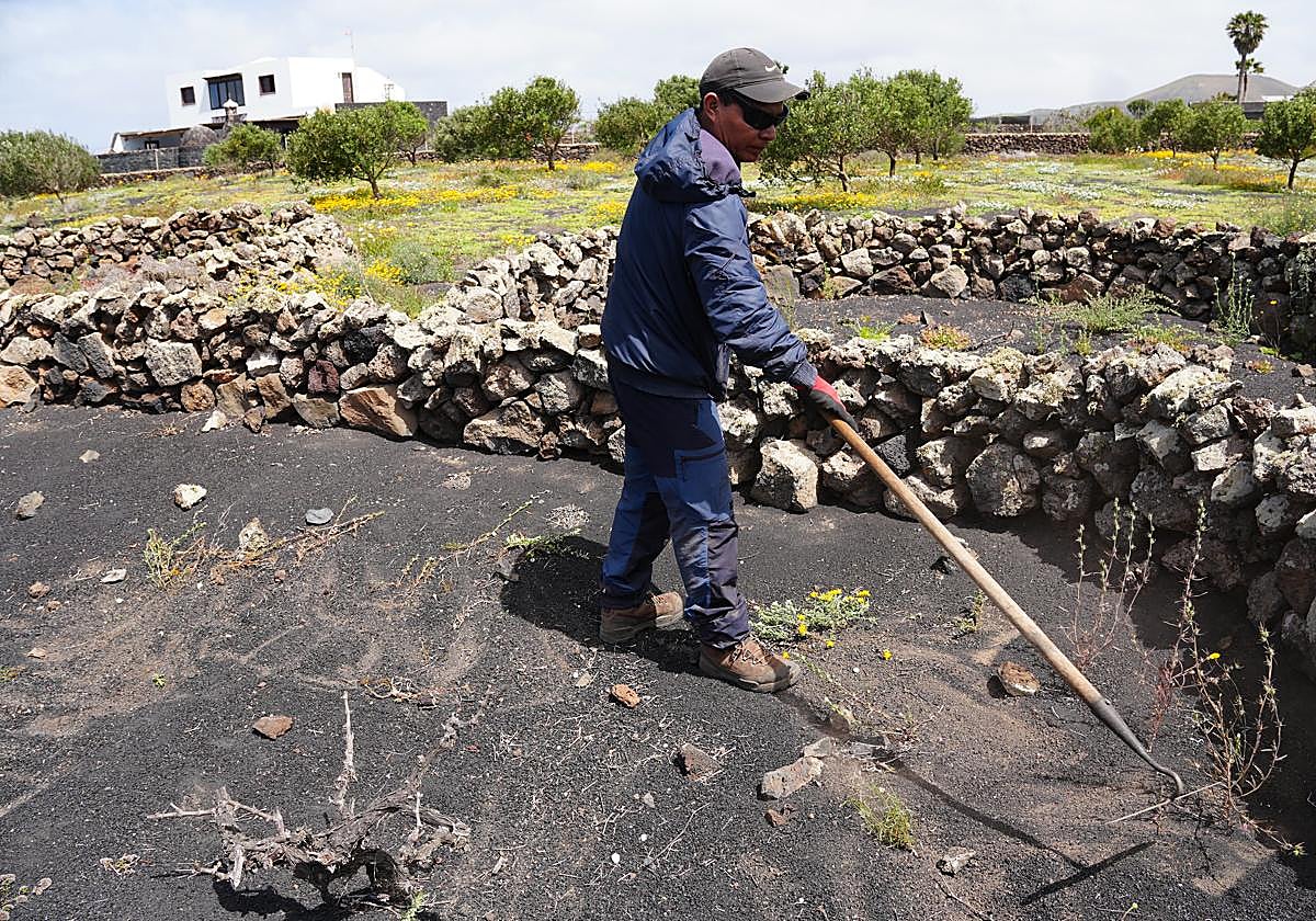 Cultivo tradicional.
