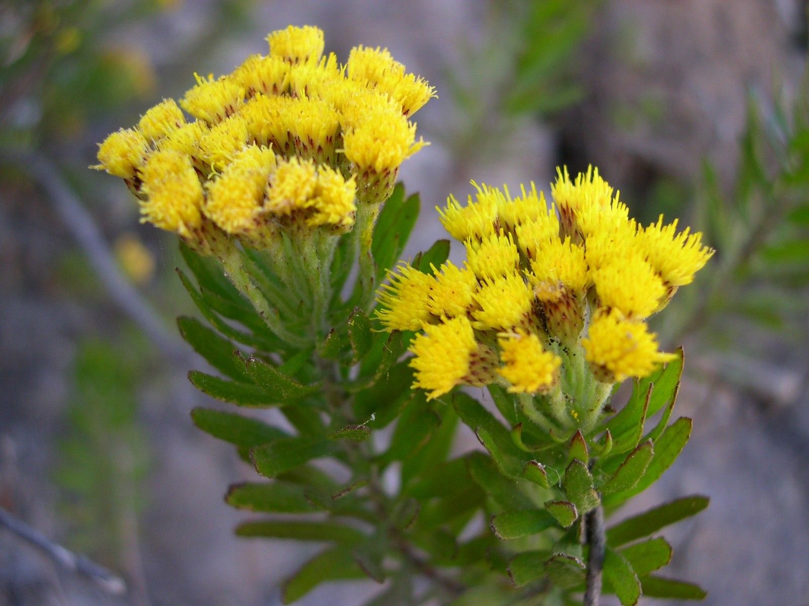 El estudio identifica áreas clave para la conservación de la biodiversidad vegetal endémica.
