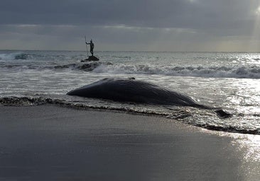 Los buques, enemigos mortales del cachalote en Canarias