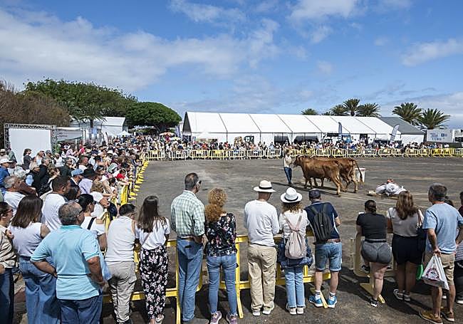 Demostración de arrastre durante la jornada de este sábado.