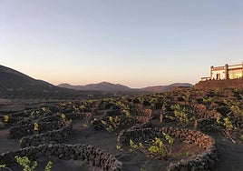 Cultivos de vid en suelos recubiertos por escora volcánica, en La Geria.