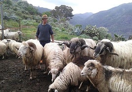 Juan Félix Medina con algunos ejemplares de su ganado en los Altos de Gáldar.